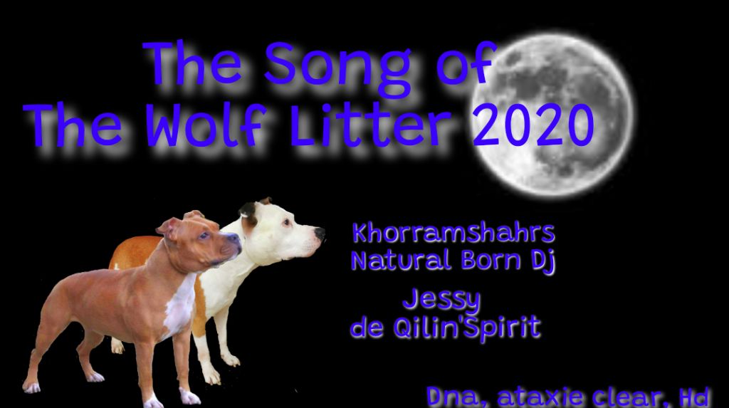 The Song Of The Wolf - American Staffordshire Terrier - Portée née le 06/12/2020